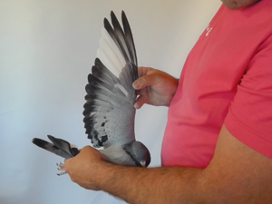 Pigeon image