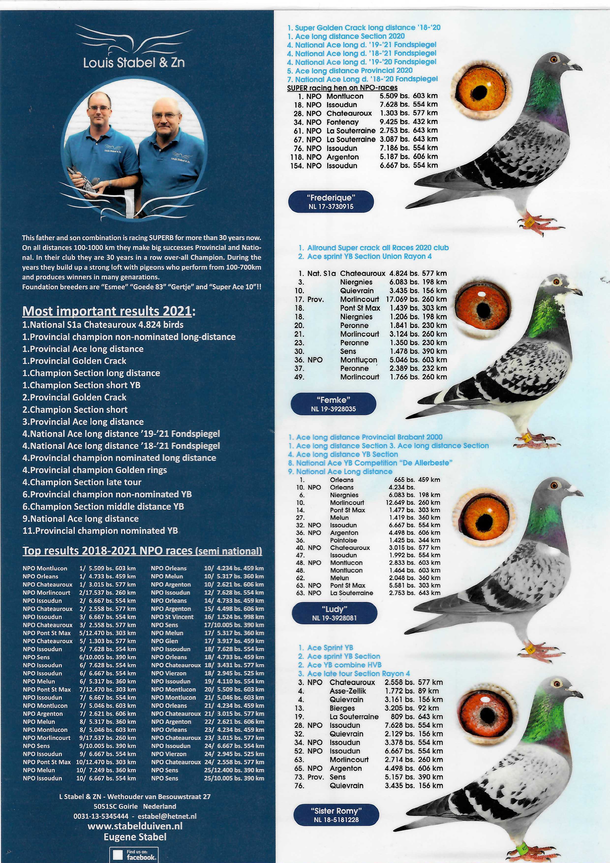 Pigeon pedigree image
