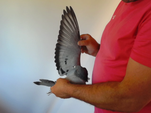 Pigeon image