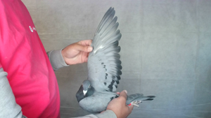 Pigeon image