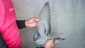 Pigeon image