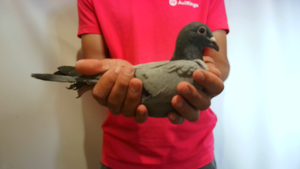 Pigeon image