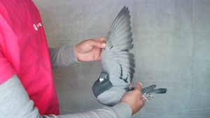 Pigeon image