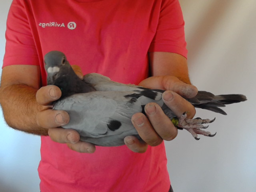 Pigeon image