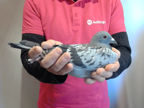 Pigeon image