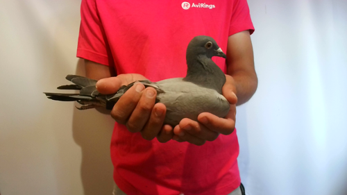 Pigeon image