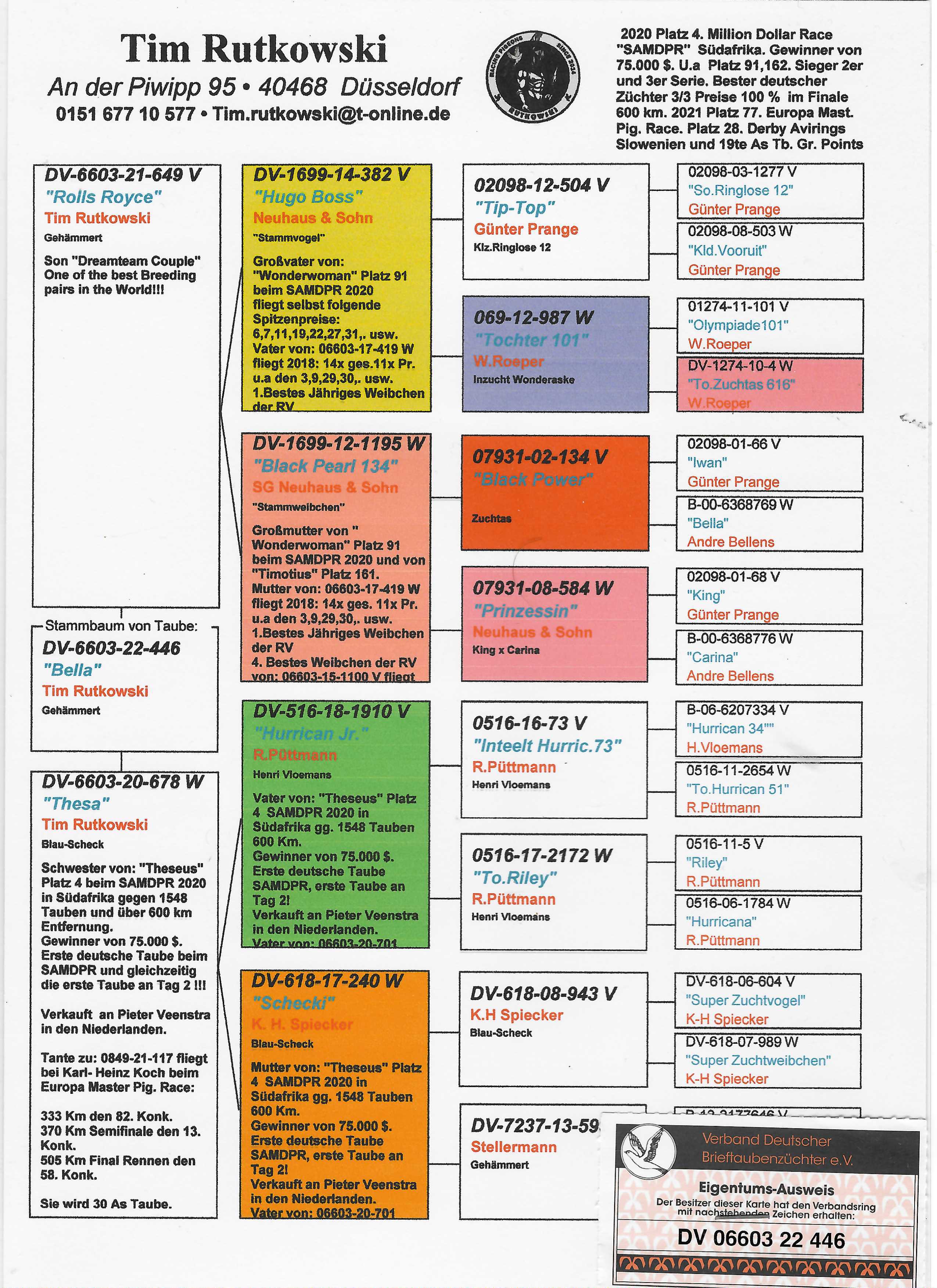 Pigeon pedigree image