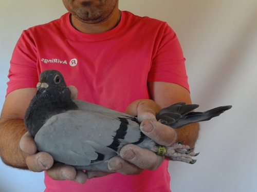 Pigeon image