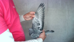 Pigeon image