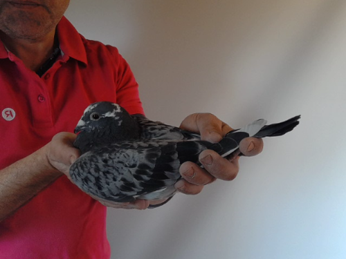 Pigeon image