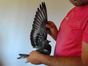 Pigeon image
