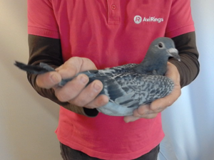 Pigeon image