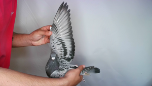 Pigeon image