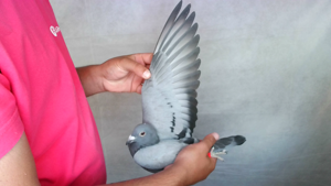 Pigeon image