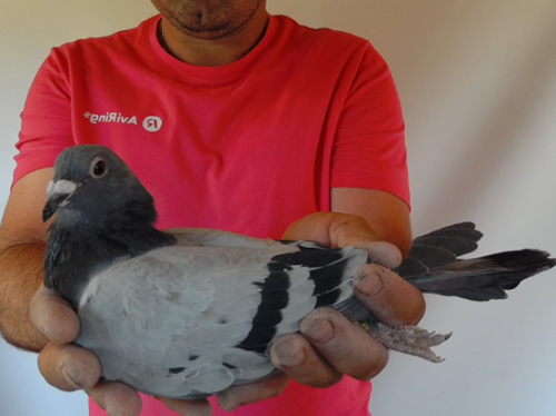 Pigeon image