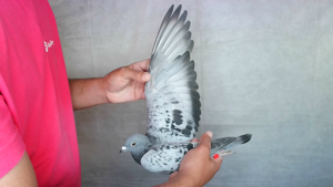 Pigeon image