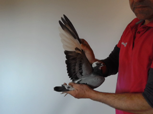 Pigeon image