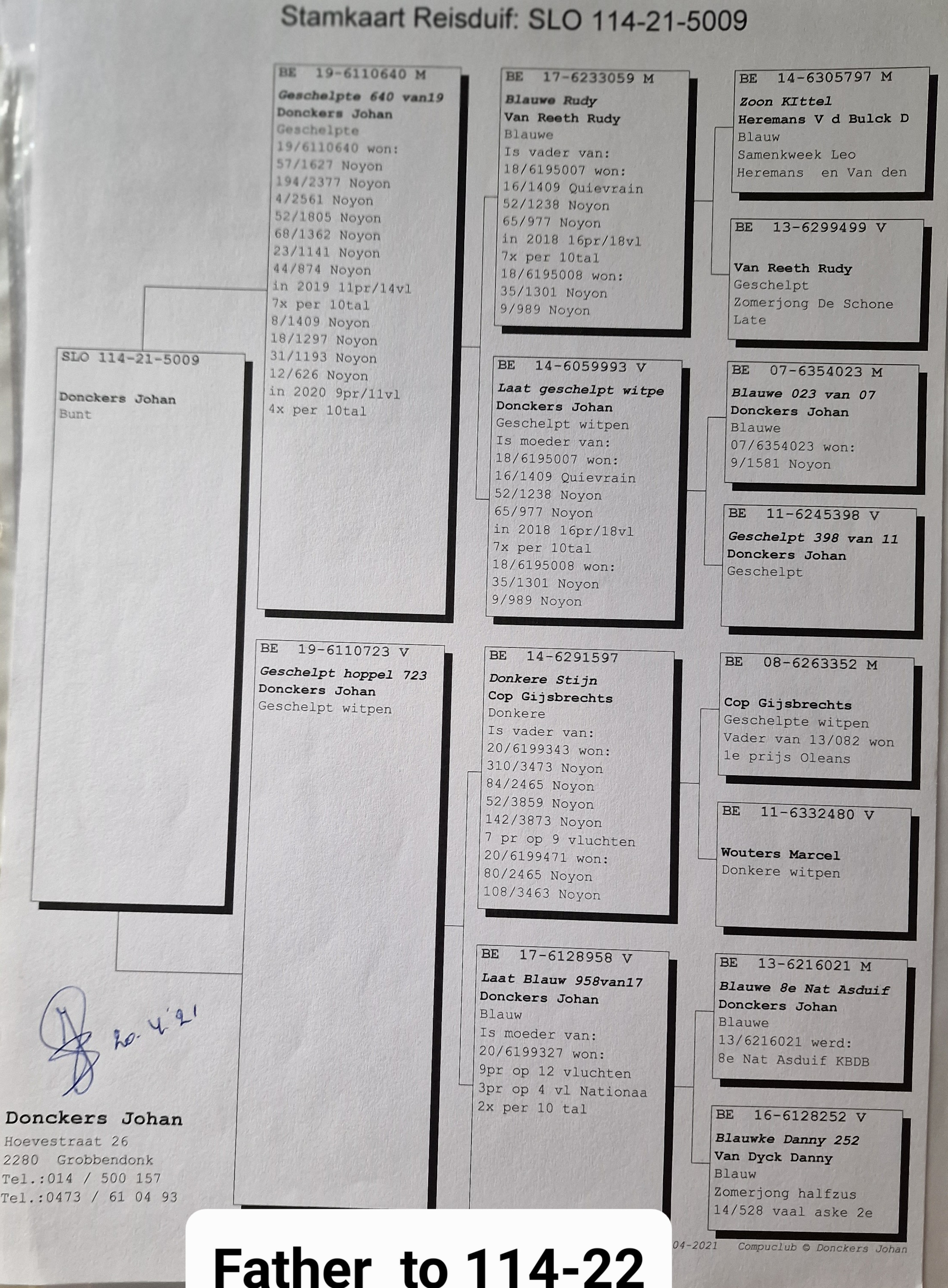 Pigeon pedigree image