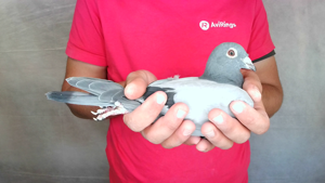 Pigeon image