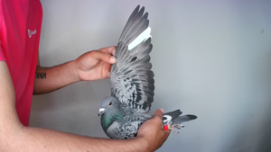 Pigeon image