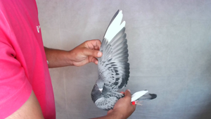 Pigeon image