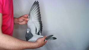 Pigeon image