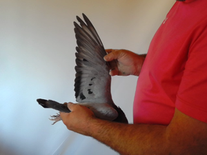 Pigeon image