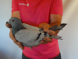 Pigeon image