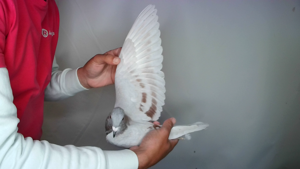 Pigeon image