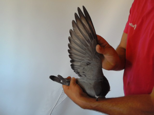 Pigeon image