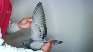 Pigeon image