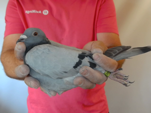 Pigeon image