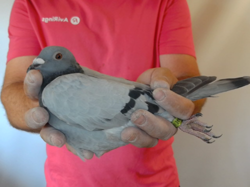 Pigeon image