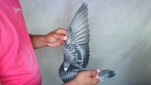 Pigeon image