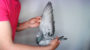 Pigeon image