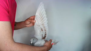Pigeon image
