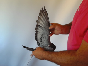 Pigeon image