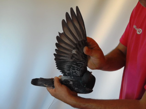 Pigeon image