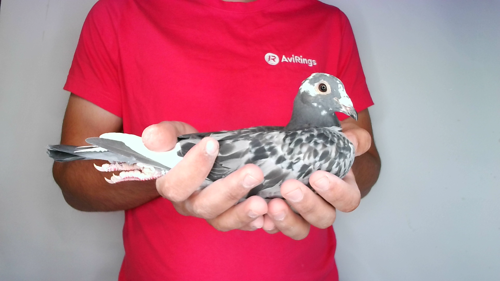 Pigeon image