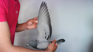 Pigeon image