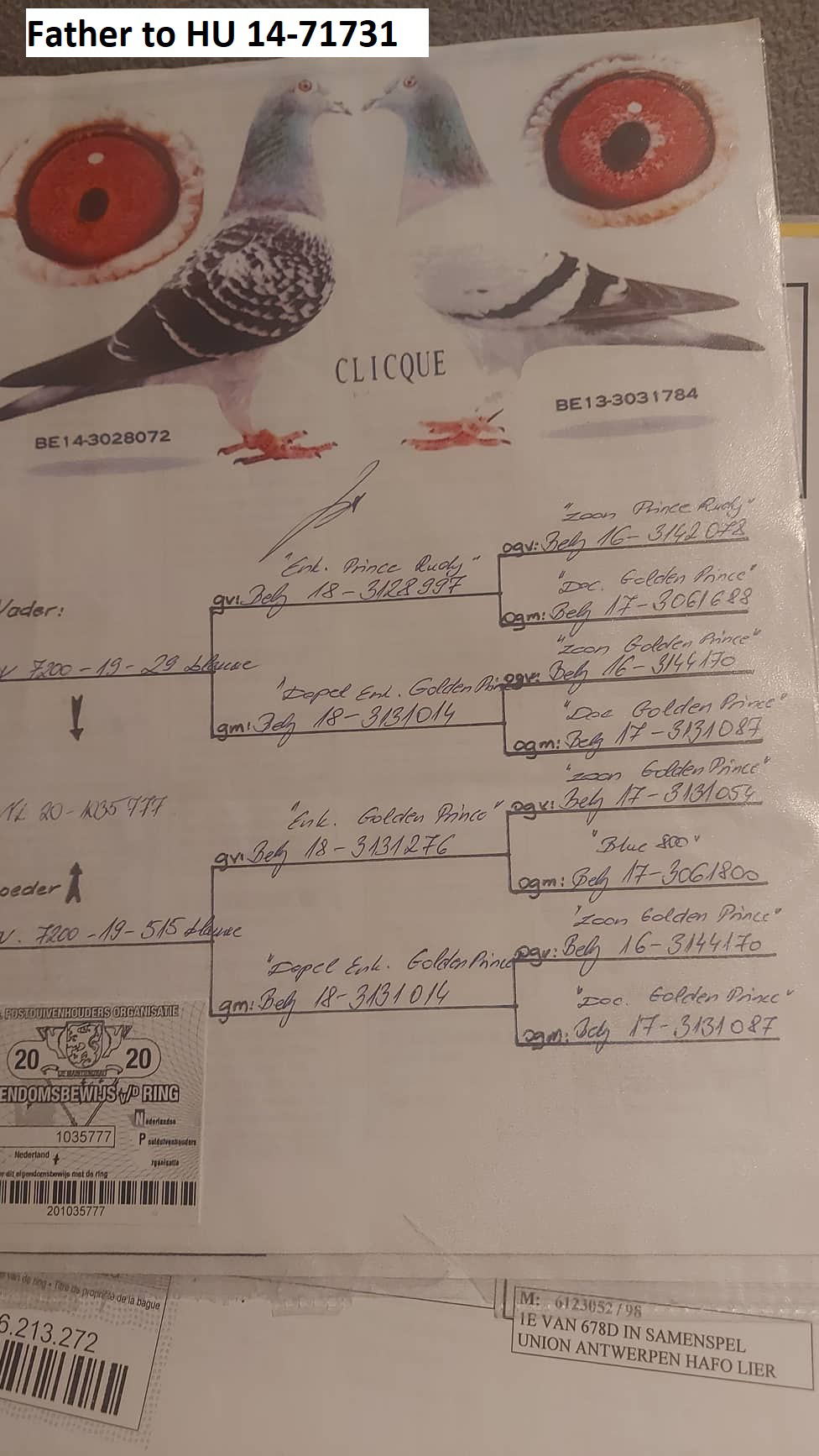 Pigeon pedigree image