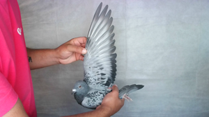 Pigeon image