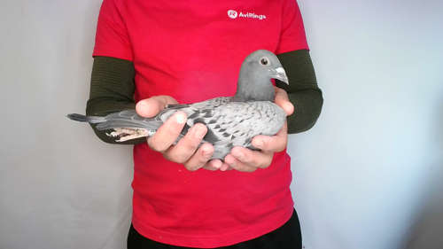 Pigeon image