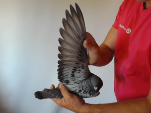 Pigeon image