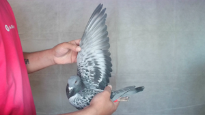 Pigeon image