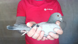 Pigeon image