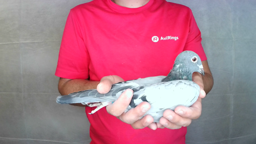 Pigeon image