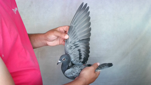 Pigeon image