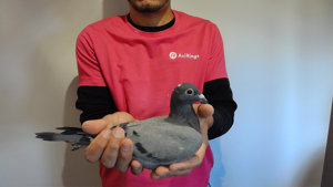 Pigeon image