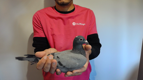 Pigeon image